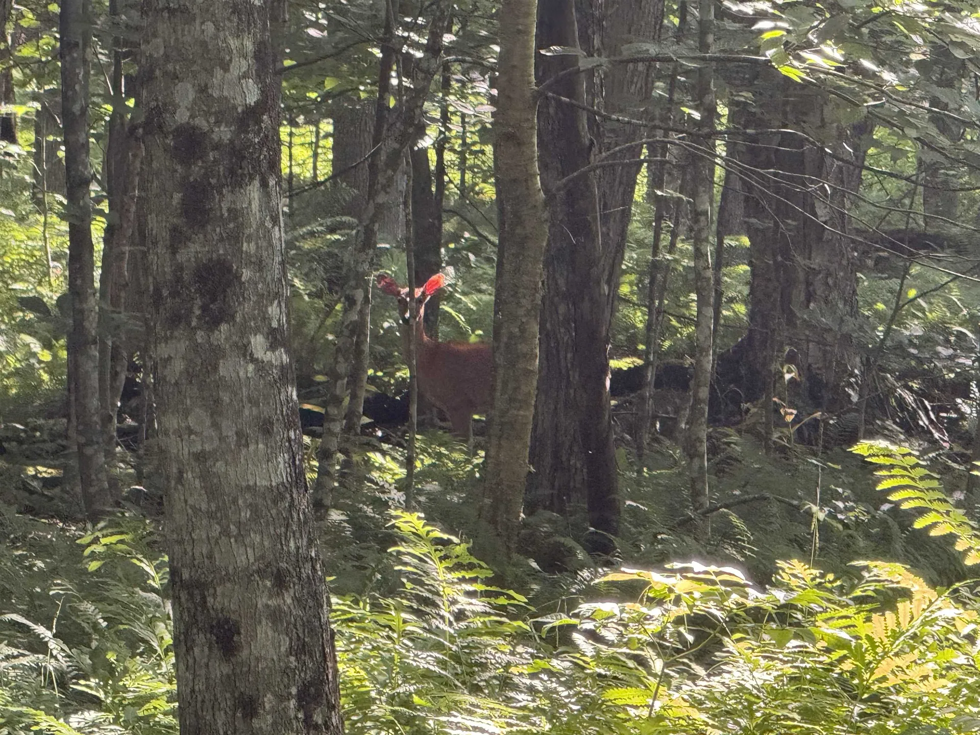 - Hannah Clark Brook Road Montgomery VT 05471