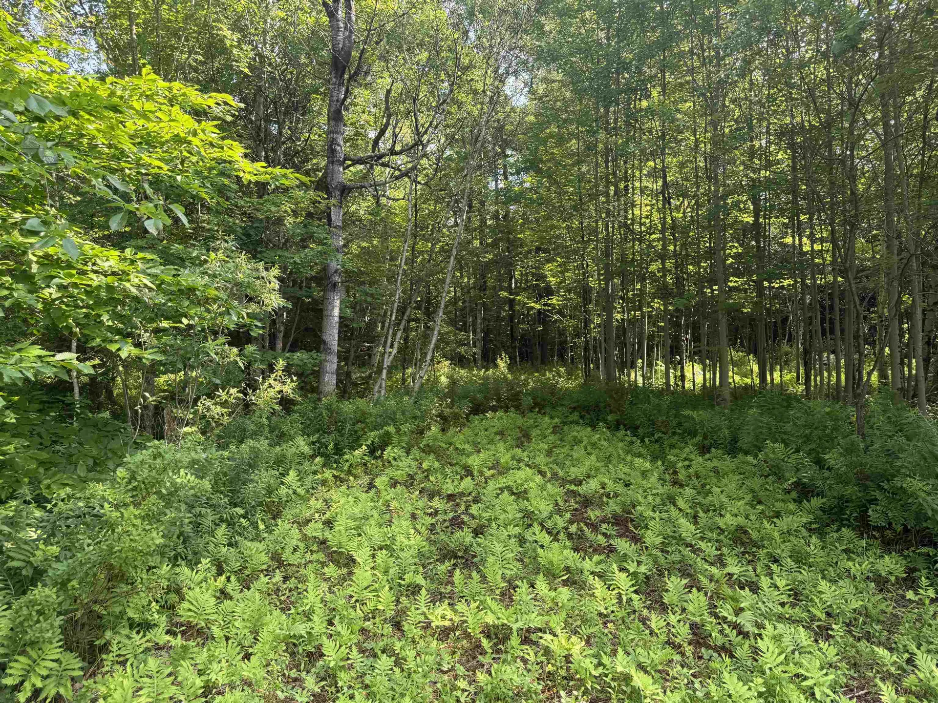 - Hannah Clark Brook Road Montgomery VT 05471