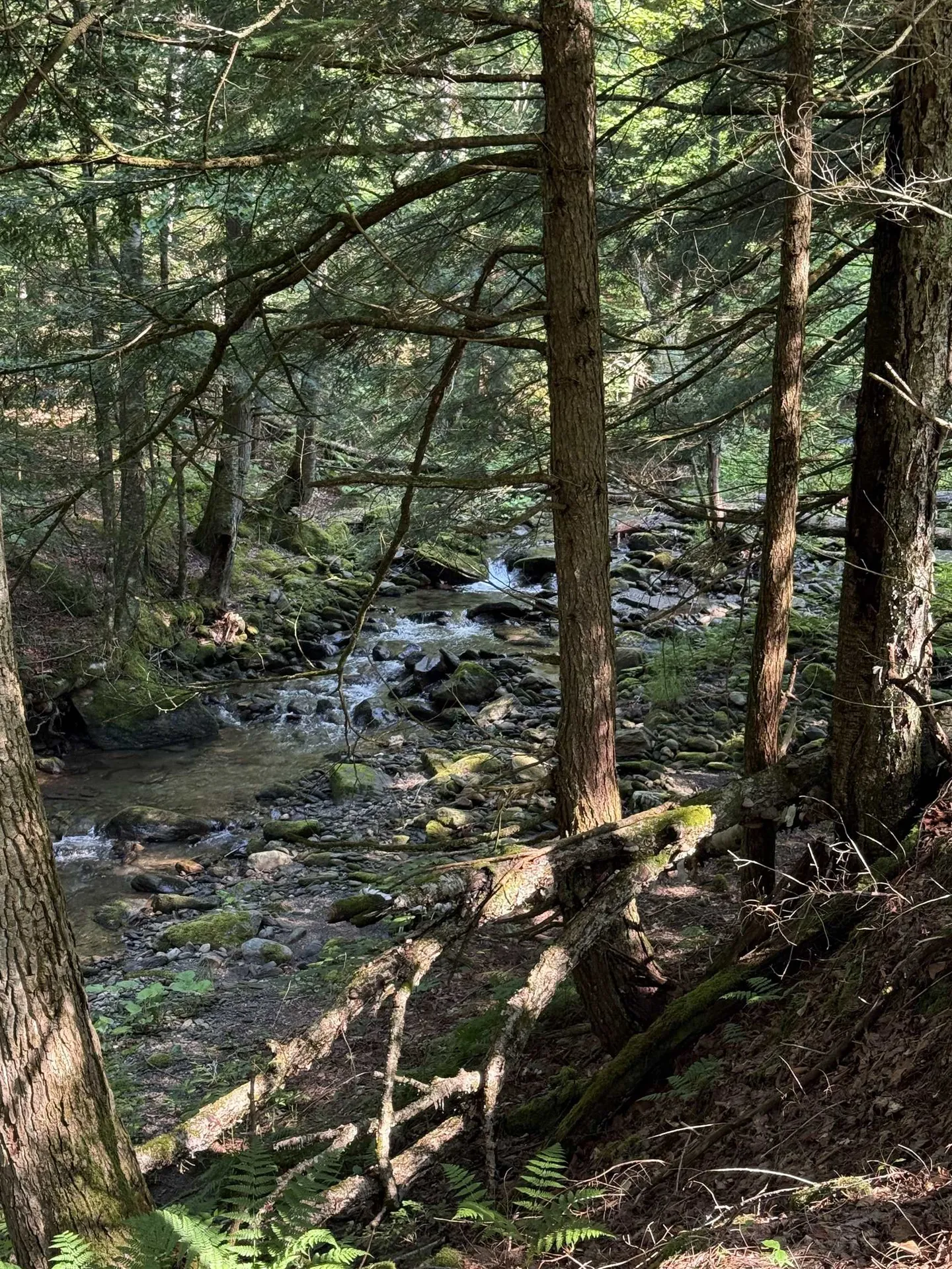 - Hannah Clark Brook Road Montgomery VT 05471