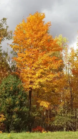 - Hannah Clark Brook Road Montgomery VT 05471