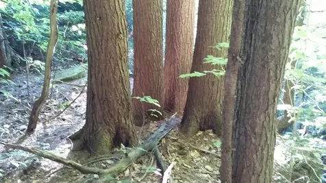 - Hannah Clark Brook Road Montgomery VT 05471