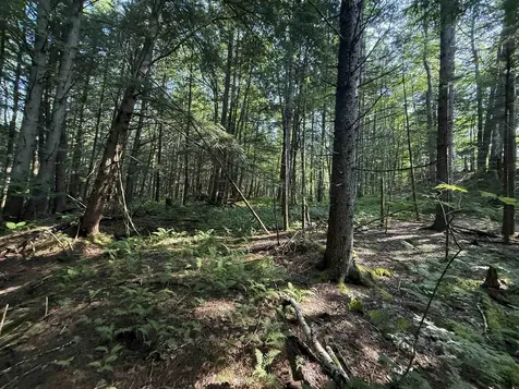 - Hannah Clark Brook Road Montgomery VT 05471