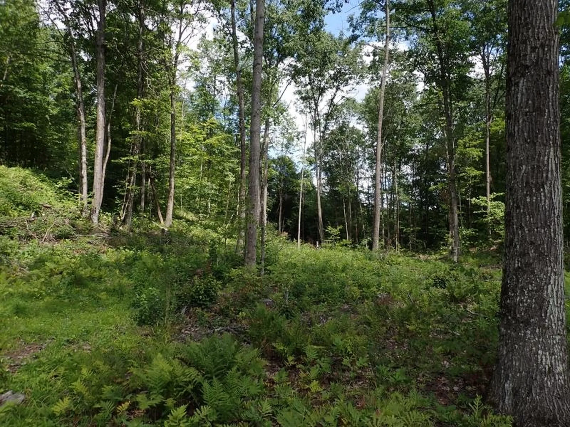 0 Denio Road Barnet VT 05821