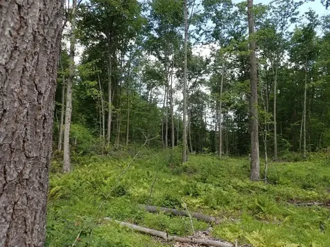 0 Denio Road Barnet VT 05821