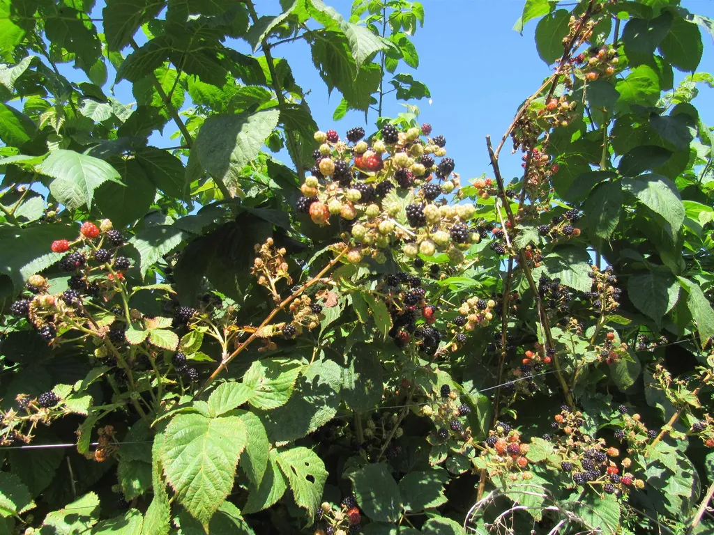 258 Elm Street Barton VT 05822