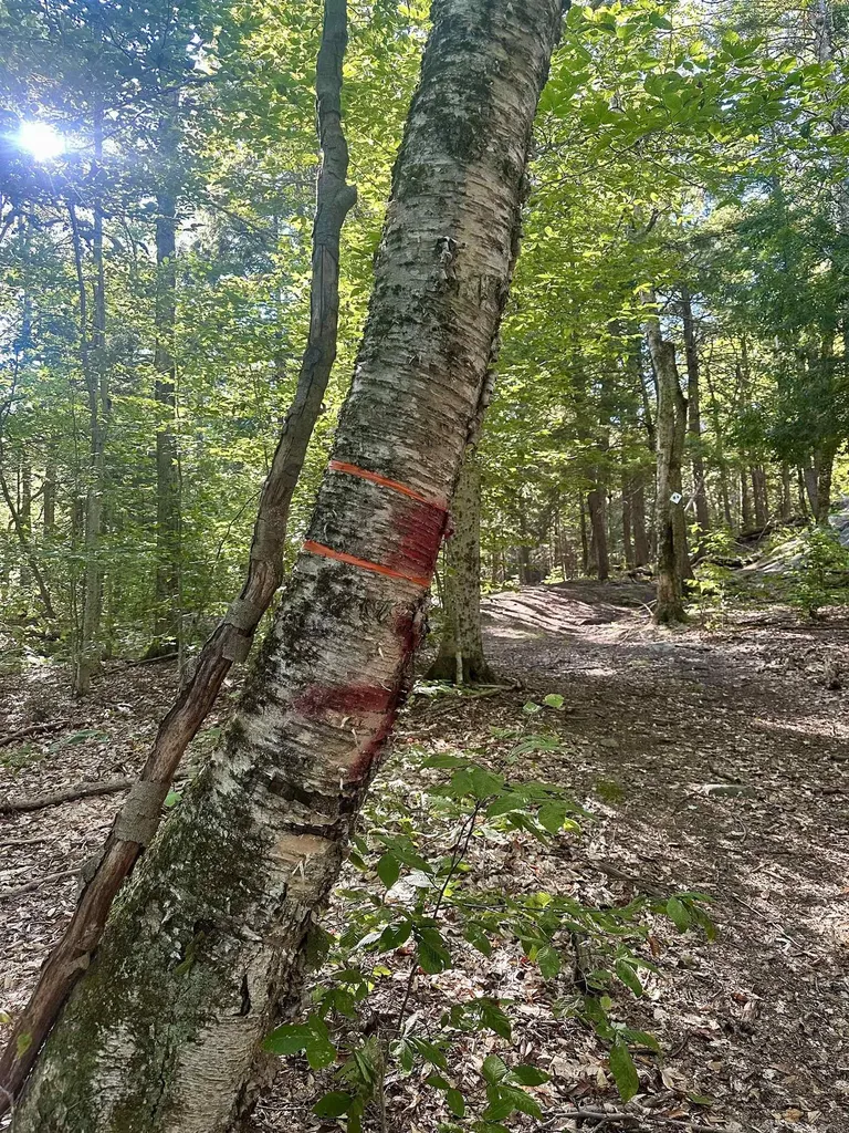 0 Lower Dover Road Marlboro VT 05344