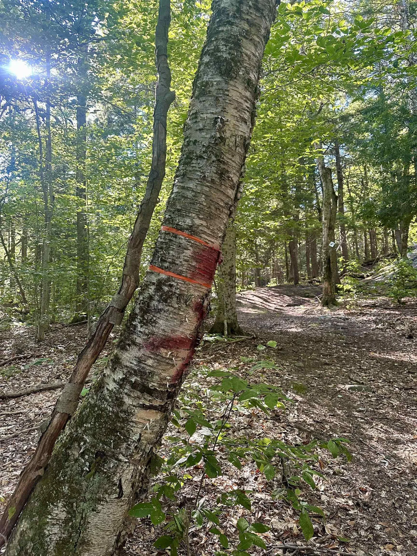 0 Lower Dover Road Marlboro VT 05344