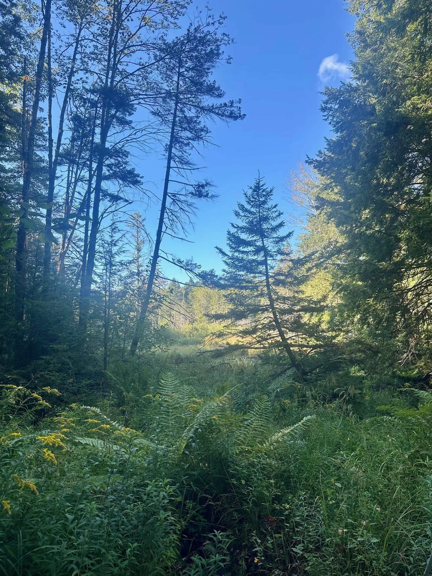 0 Lower Dover Road Marlboro VT 05344