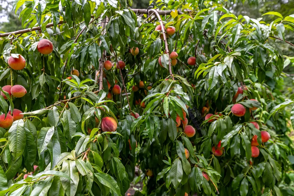 70 Governor Dinsmore Road Windham NH 03087