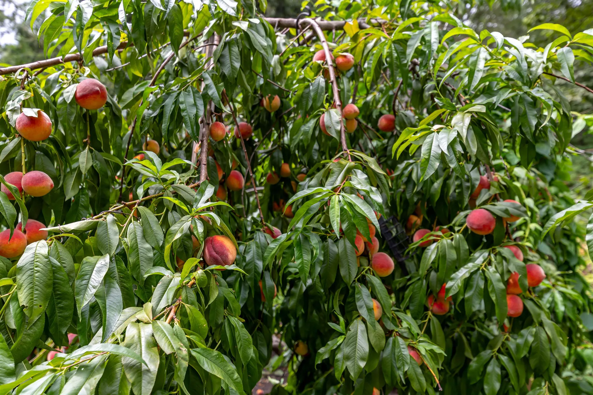 70 Governor Dinsmore Road Windham NH 03087