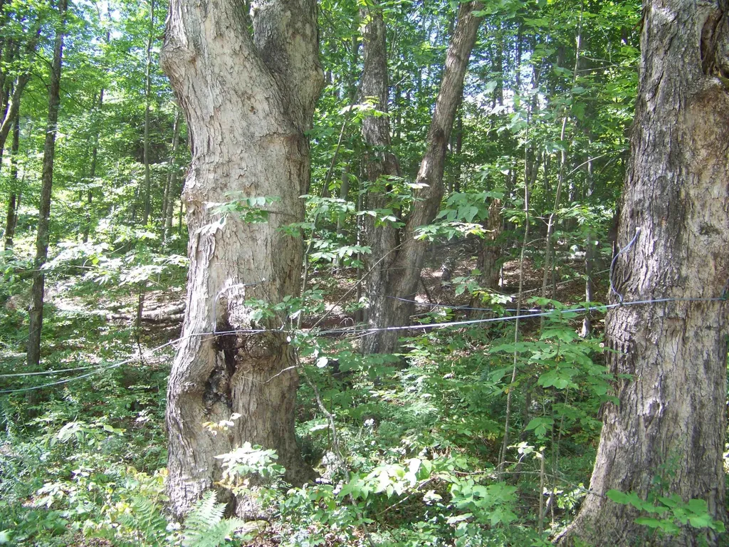 436 Mountain View Loop Rochester VT 05767