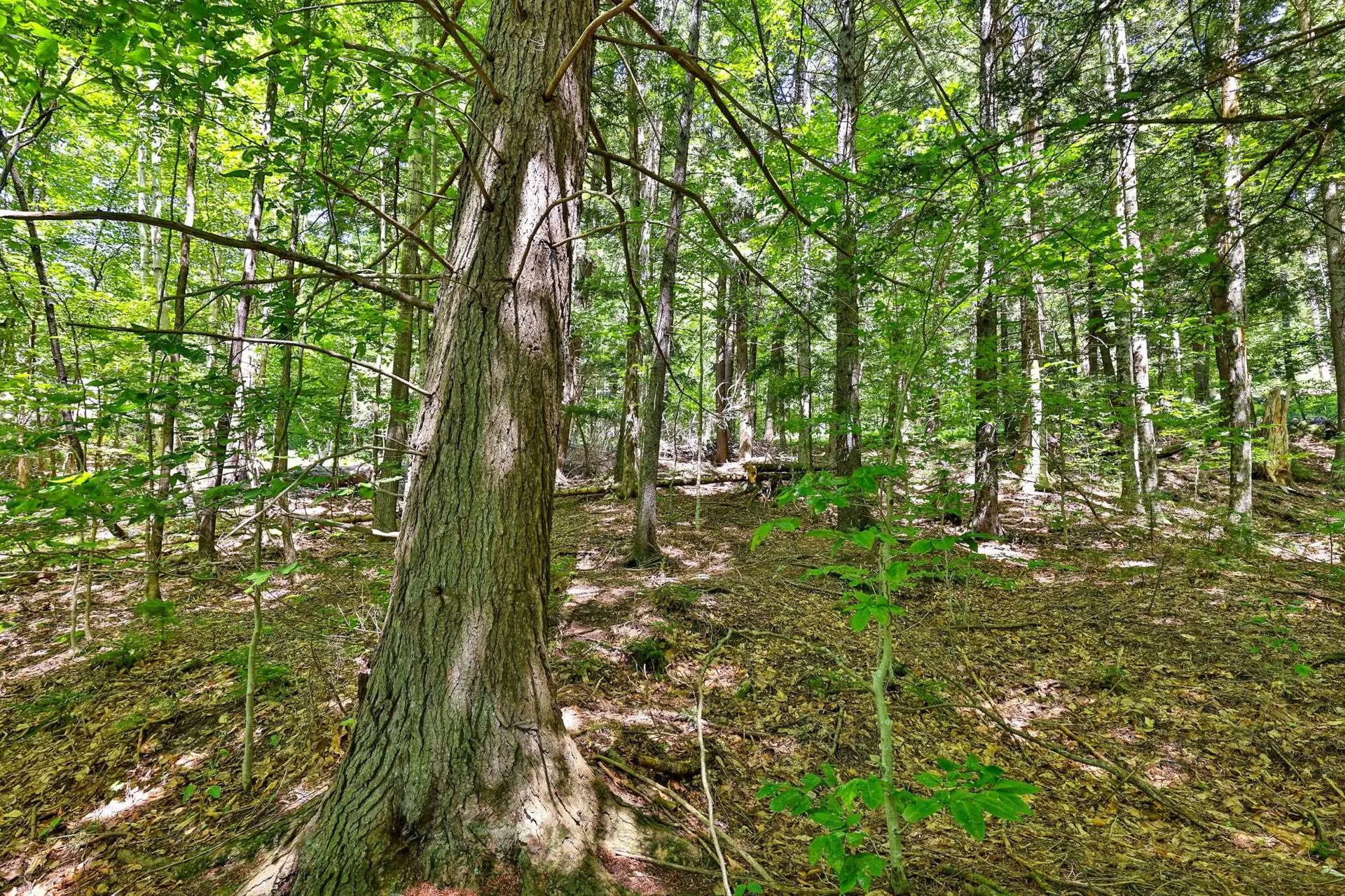 Lot 49 Spring Street Stockbridge VT 05772