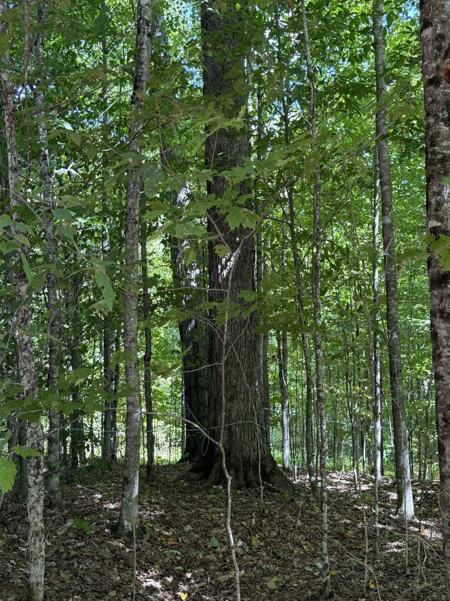 341 Town Farm Road Lyndon VT 05819