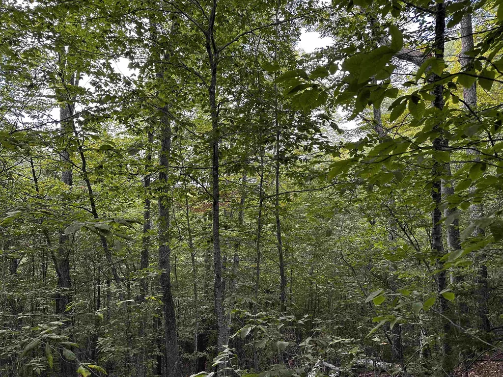 Sugarwood Lane Littleton NH 03561