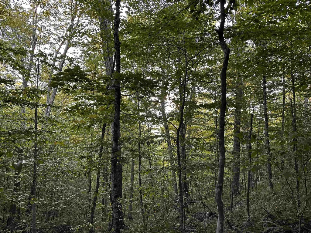 Sugarwood Lane Littleton NH 03561