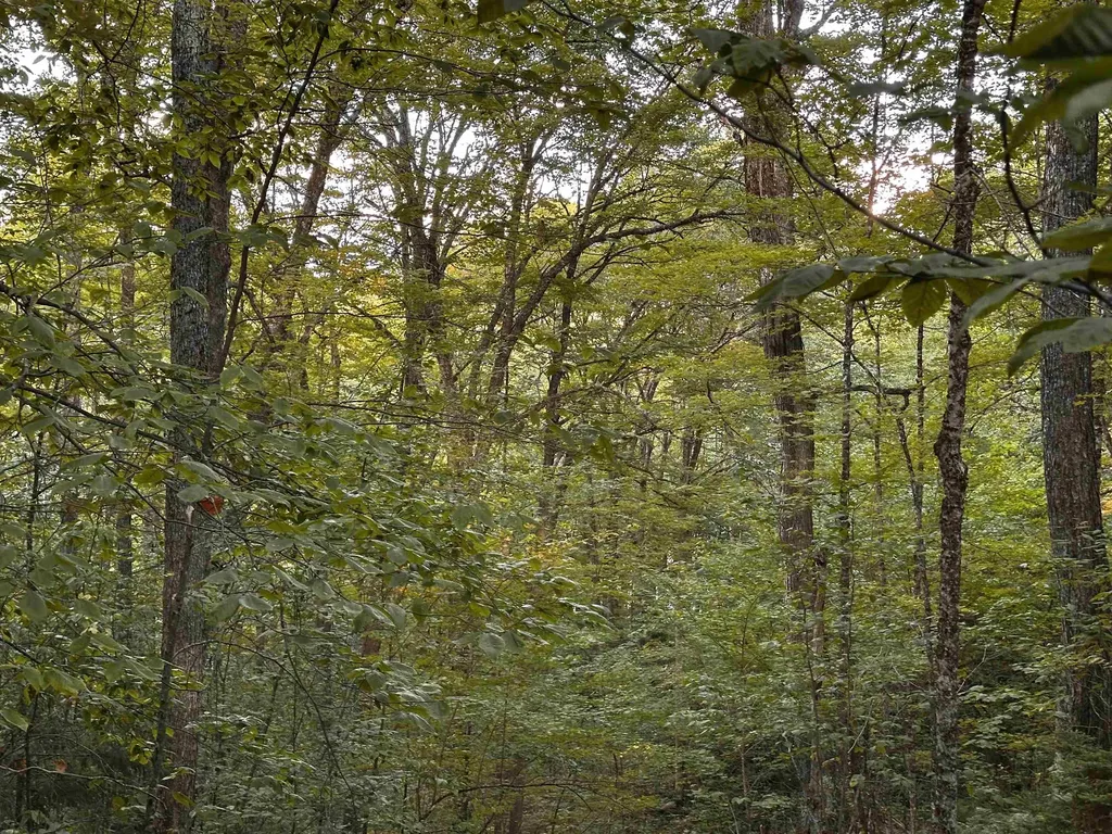 Sugarwood Lane Littleton NH 03561