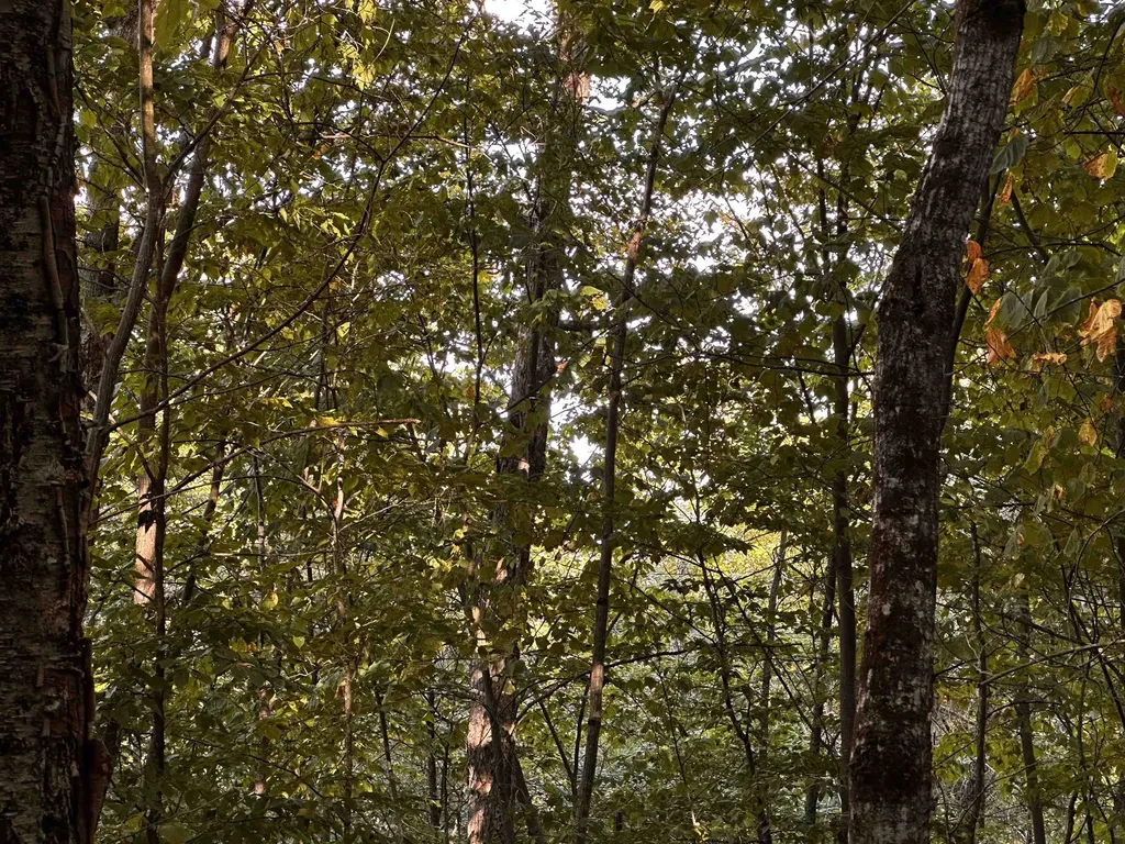 Sugarwood Lane Littleton NH 03561