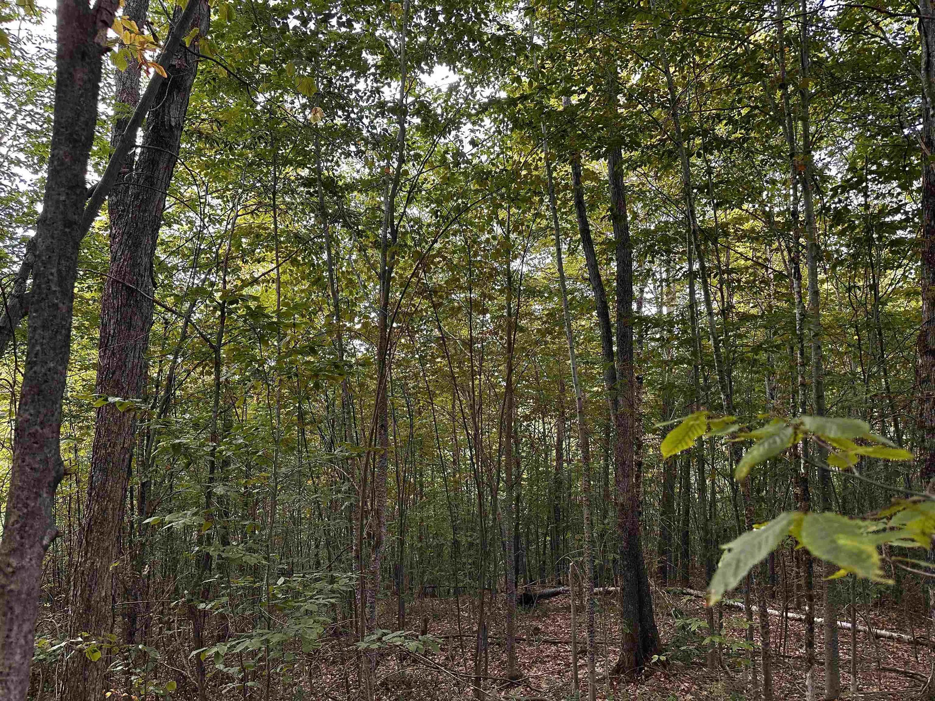 Sugarwood Lane Littleton NH 03561