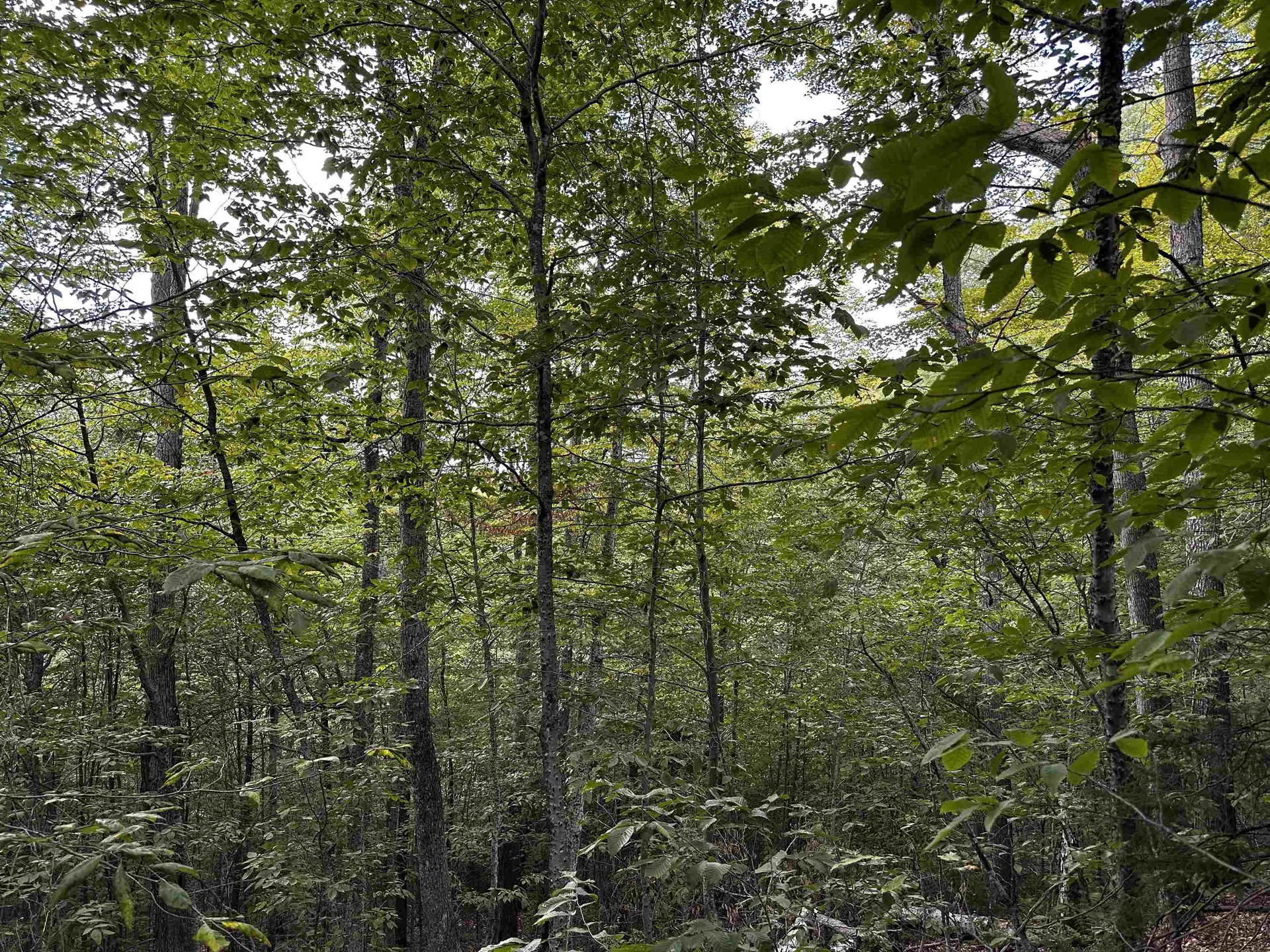 Sugarwood Lane Littleton NH 03561