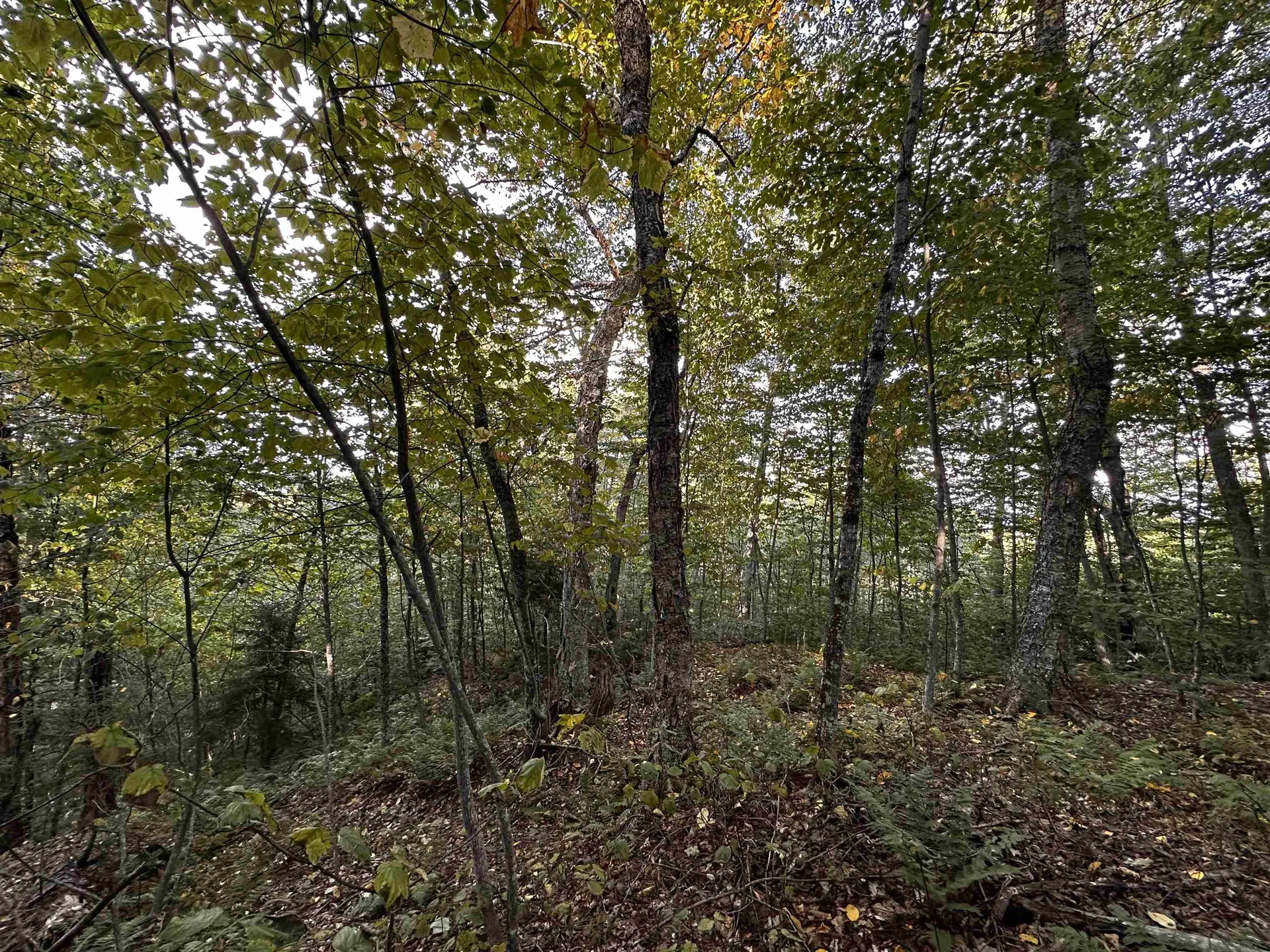 Sugarwood Lane Littleton NH 03561