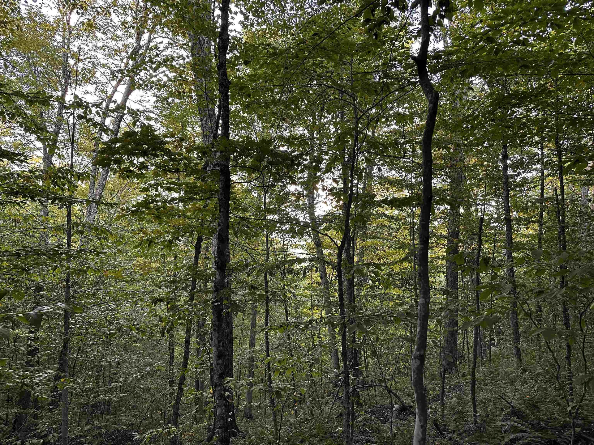 Sugarwood Lane Littleton NH 03561