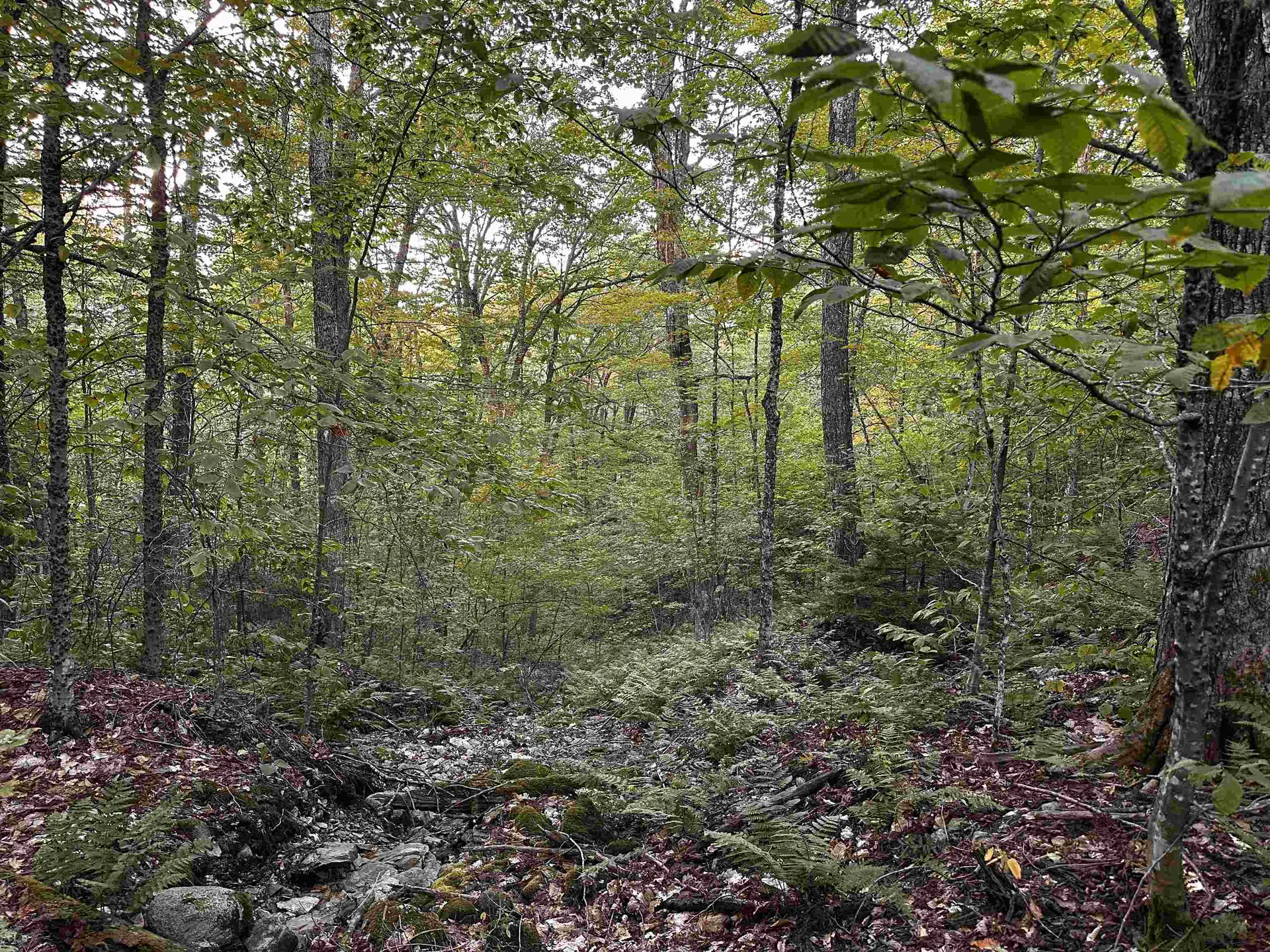 Sugarwood Lane Littleton NH 03561