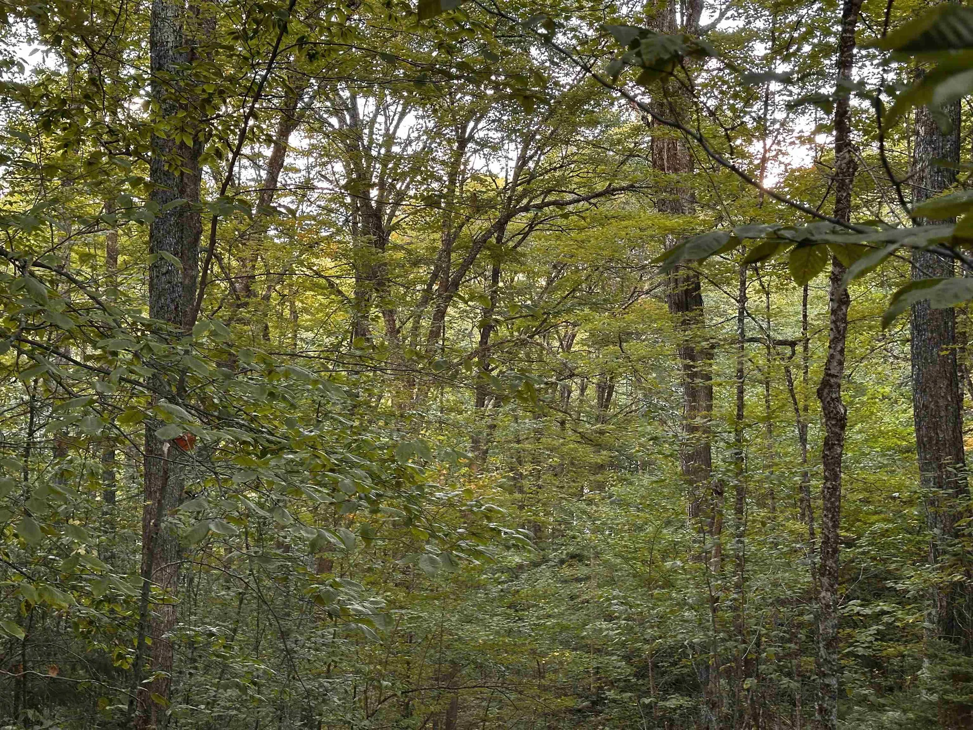 Sugarwood Lane Littleton NH 03561