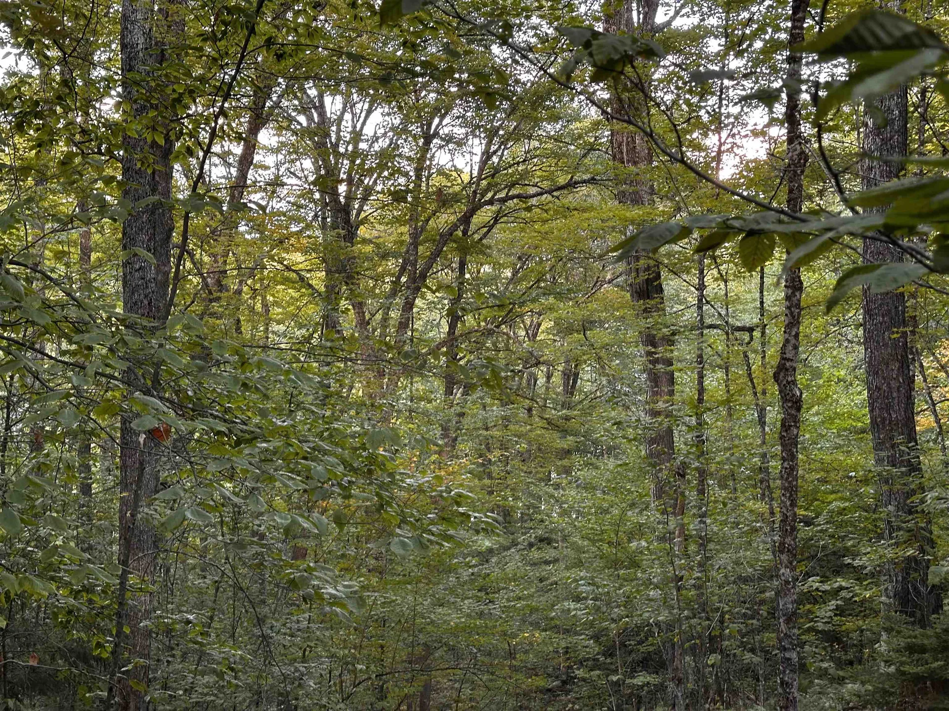 Sugarwood Lane Littleton NH 03561