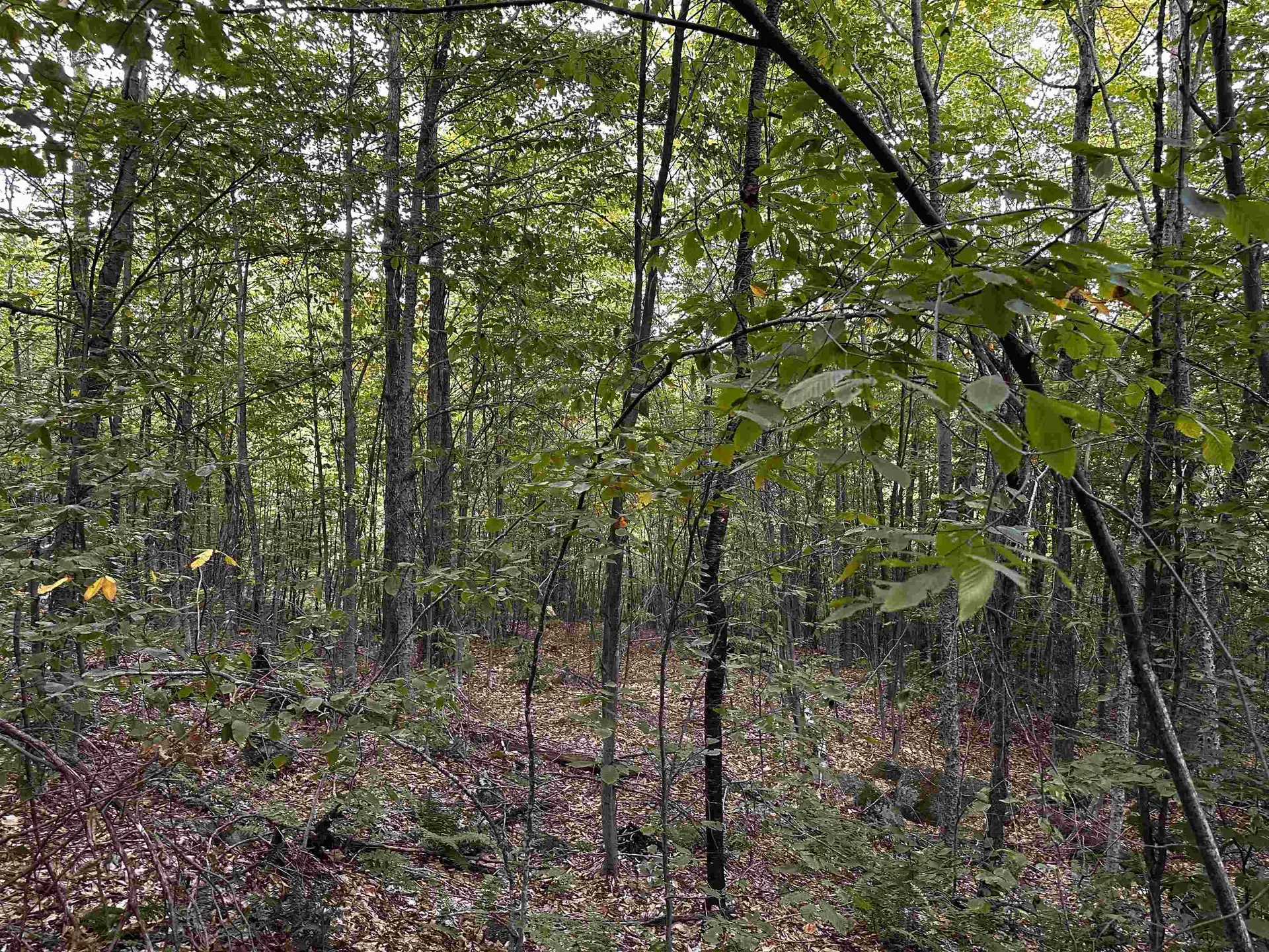 Sugarwood Lane Littleton NH 03561