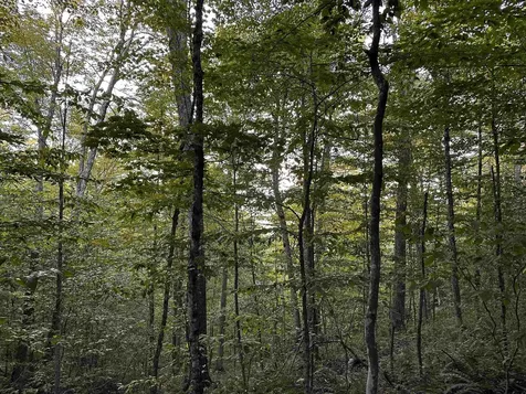 Sugarwood Lane Littleton NH 03561