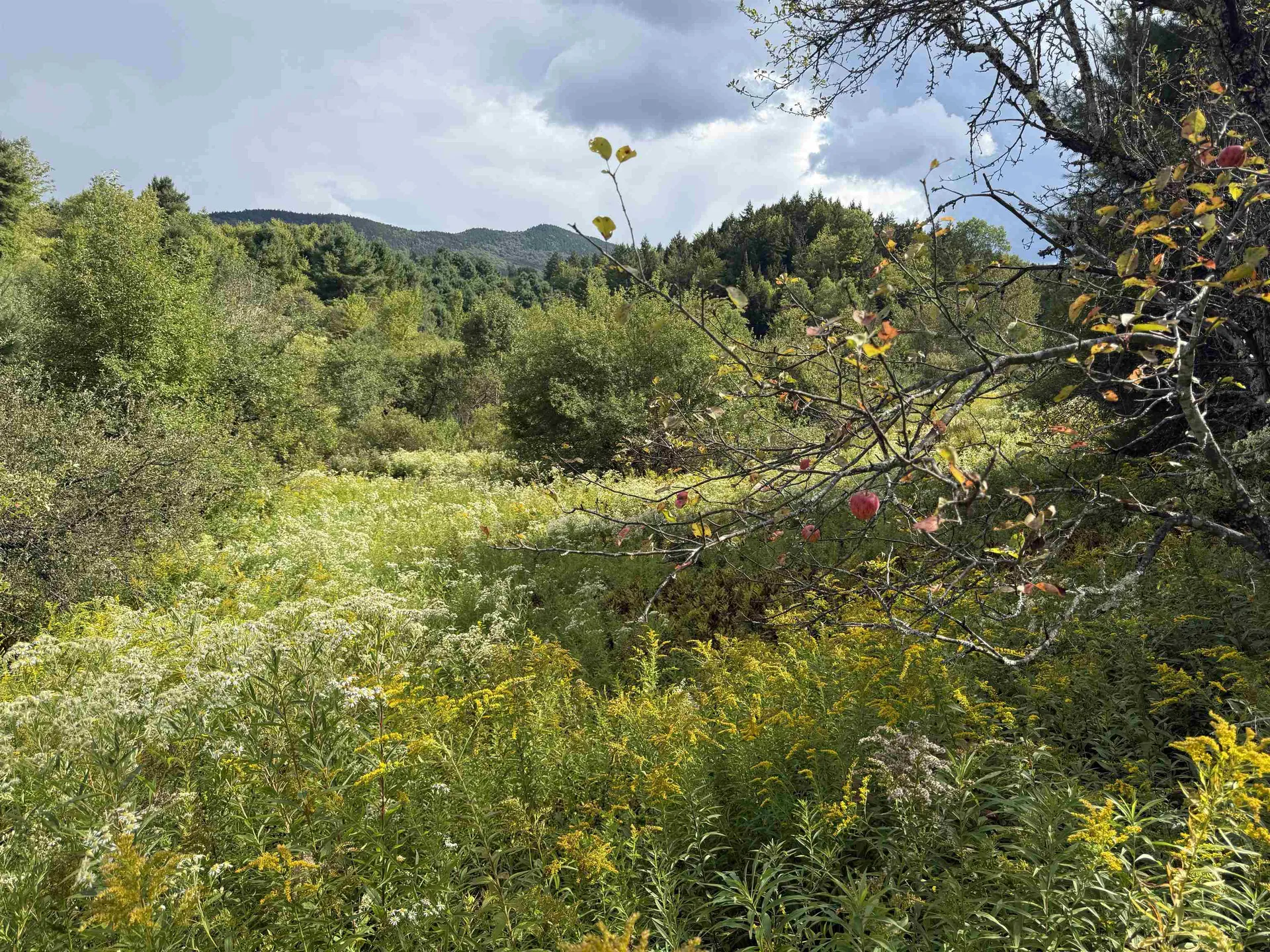 Lot 0 Darling Road Morristown VT 05661