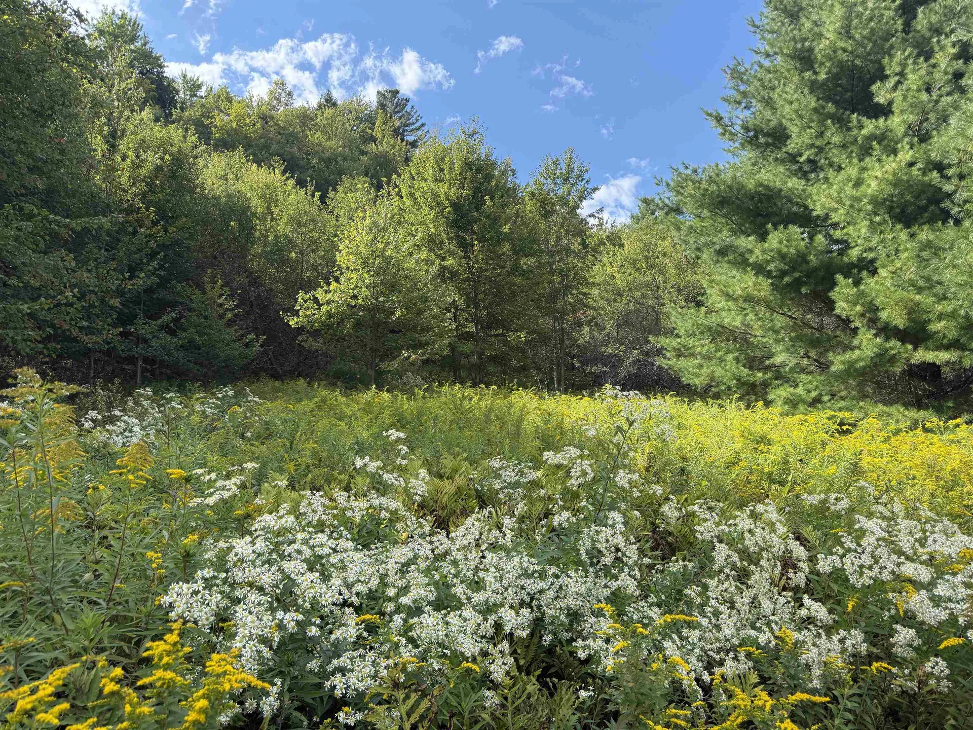 Lot 0 Darling Road Morristown VT 05661