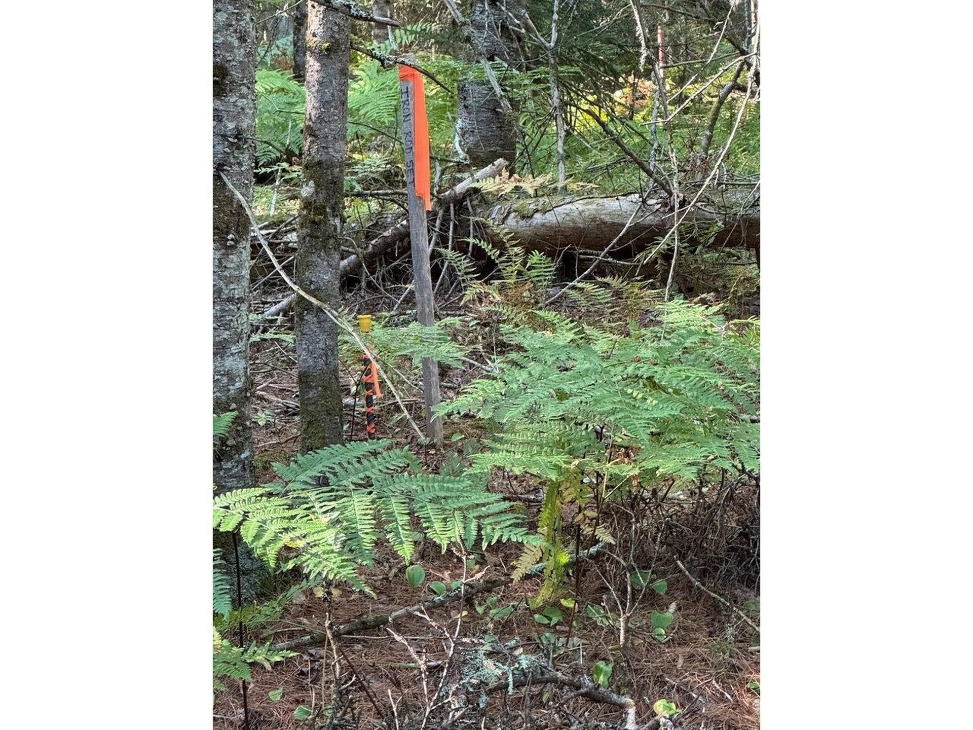 Lot 4 Milo's Place Worcester VT 05682