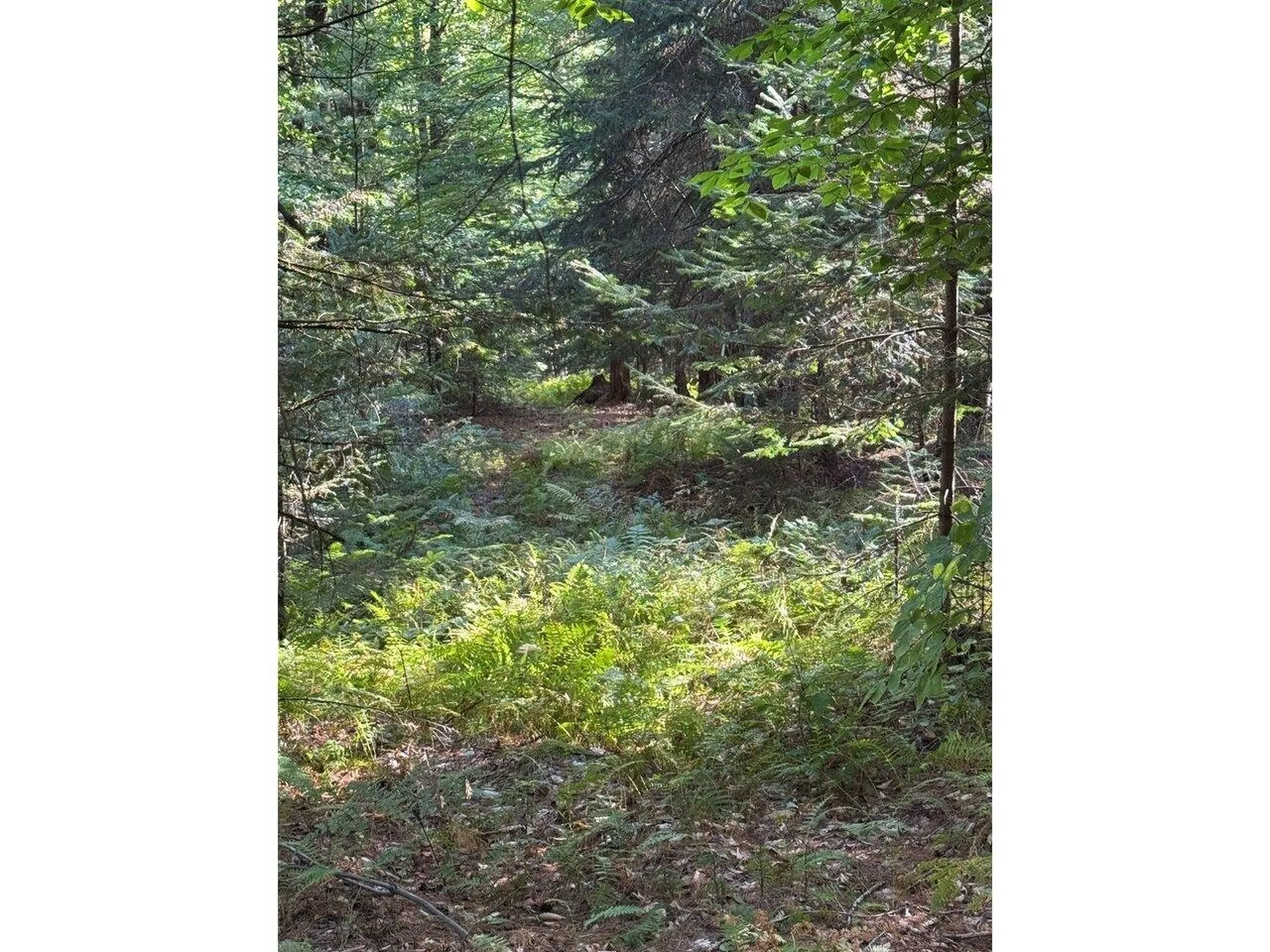 Lot 5 Milo's Place Worcester VT 05682