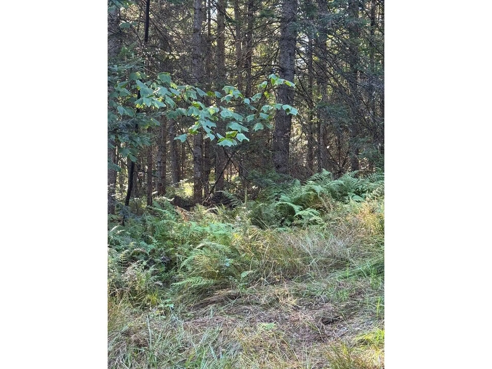 Lot 5 Milo's Place Worcester VT 05682