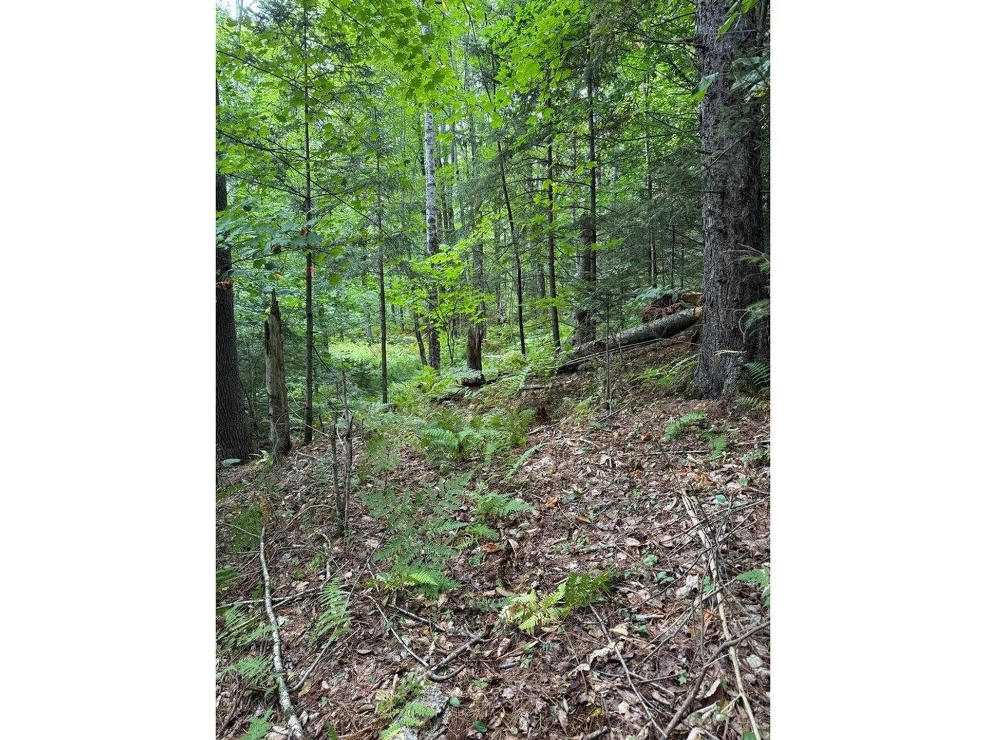 Lot 5 Milo's Place Worcester VT 05682