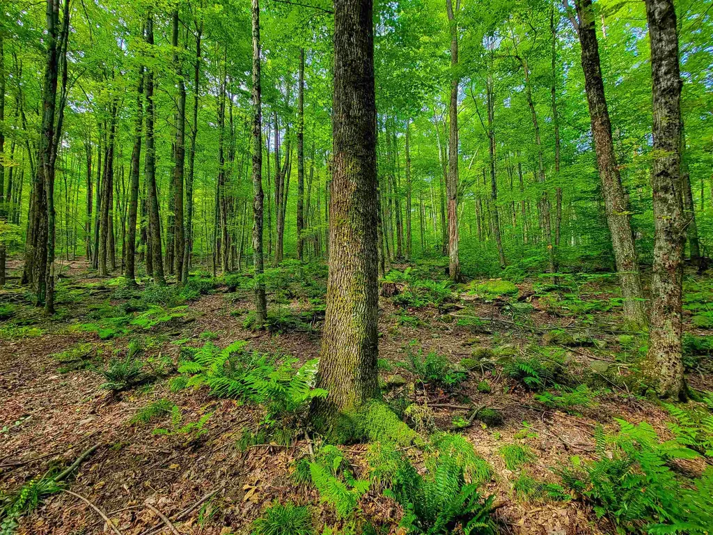 2309 Sherman Hollow Road Huntington VT 05462