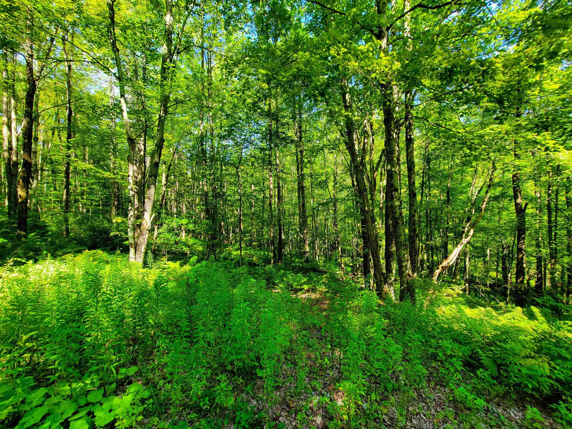 2309 Sherman Hollow Road Huntington VT 05462