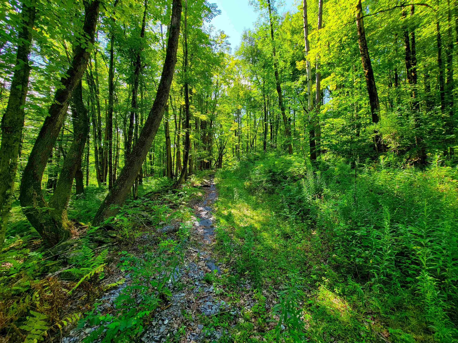 2309 Sherman Hollow Road Huntington VT 05462