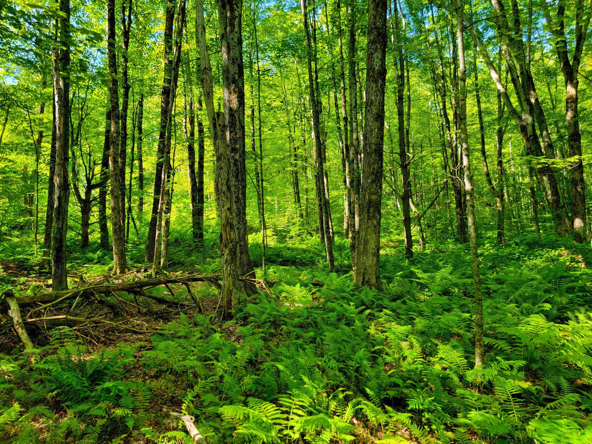 2309 Sherman Hollow Road Huntington VT 05462