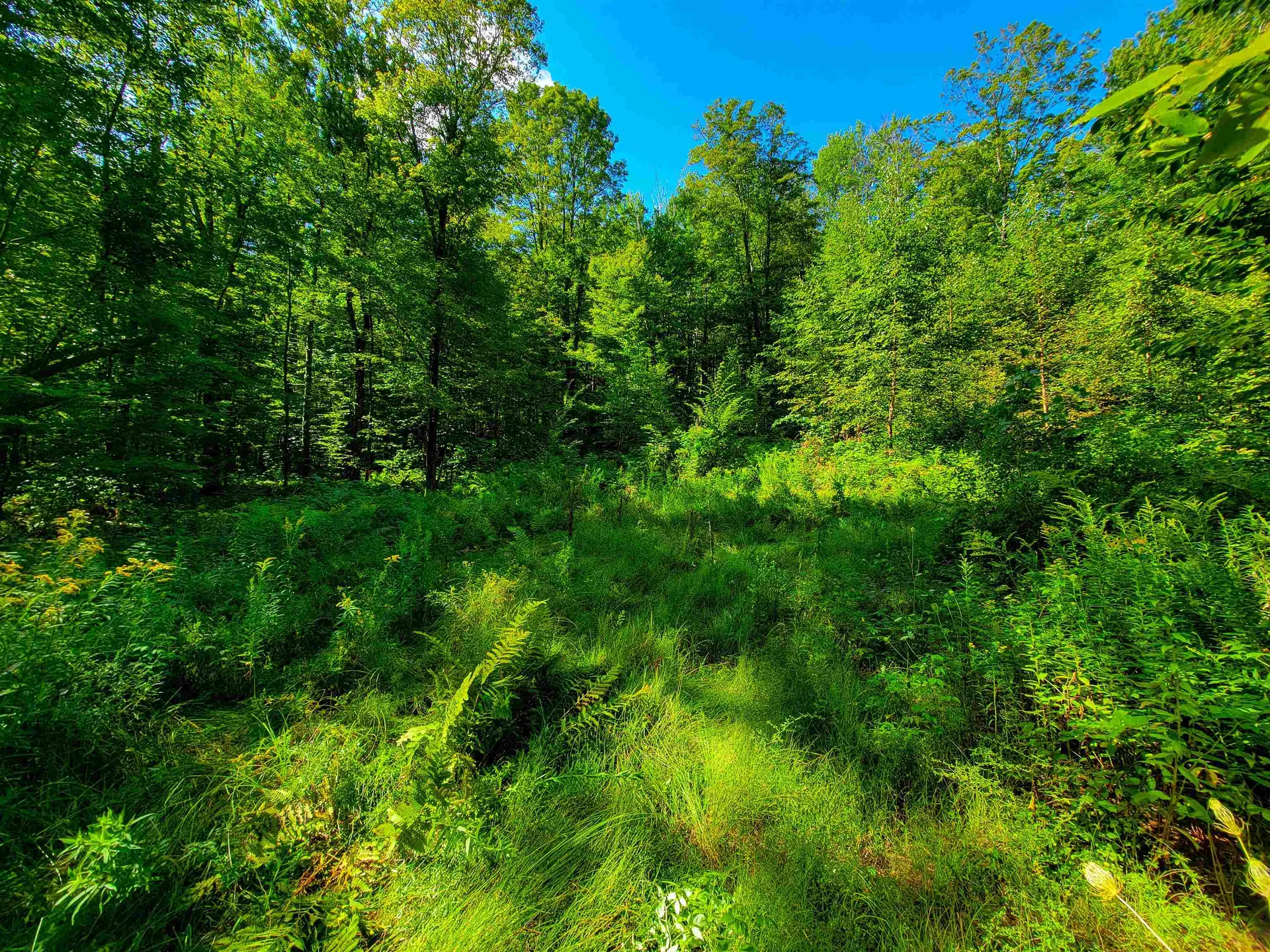 2309 Sherman Hollow Road Huntington VT 05462