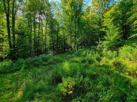 2309 Sherman Hollow Road Huntington VT 05462