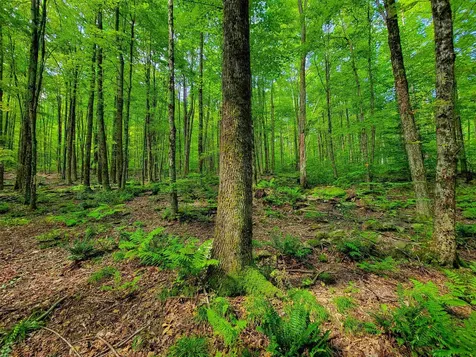 2309 Sherman Hollow Road Huntington VT 05462