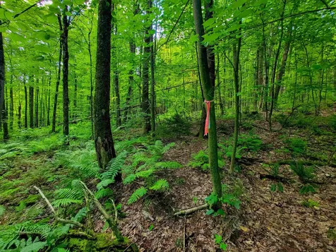 2309 Sherman Hollow Road Huntington VT 05462