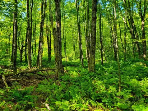 2309 Sherman Hollow Road Huntington VT 05462