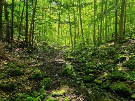 2309 Sherman Hollow Road Huntington VT 05462