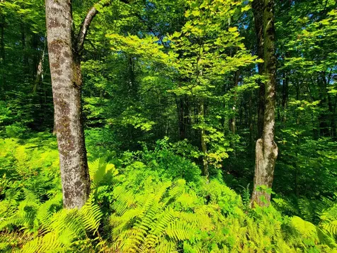 2309 Sherman Hollow Road Huntington VT 05462