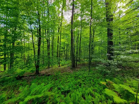 2309 Sherman Hollow Road Huntington VT 05462