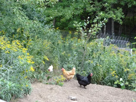 647 Pero Hill Thetford VT 05075