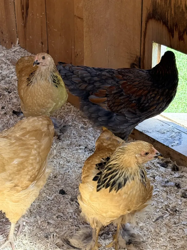 2353 Thresher Road Braintree VT 05060